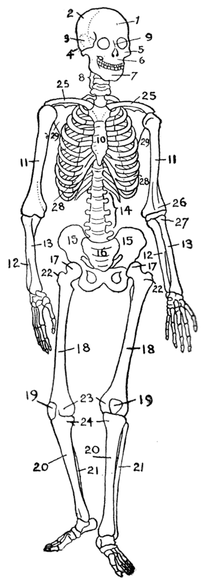 Musculoskeletal System Diagram