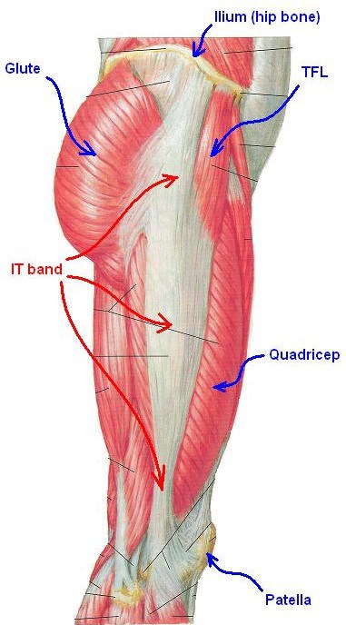 Iliotibial Band Anatomy | Bone and Spine