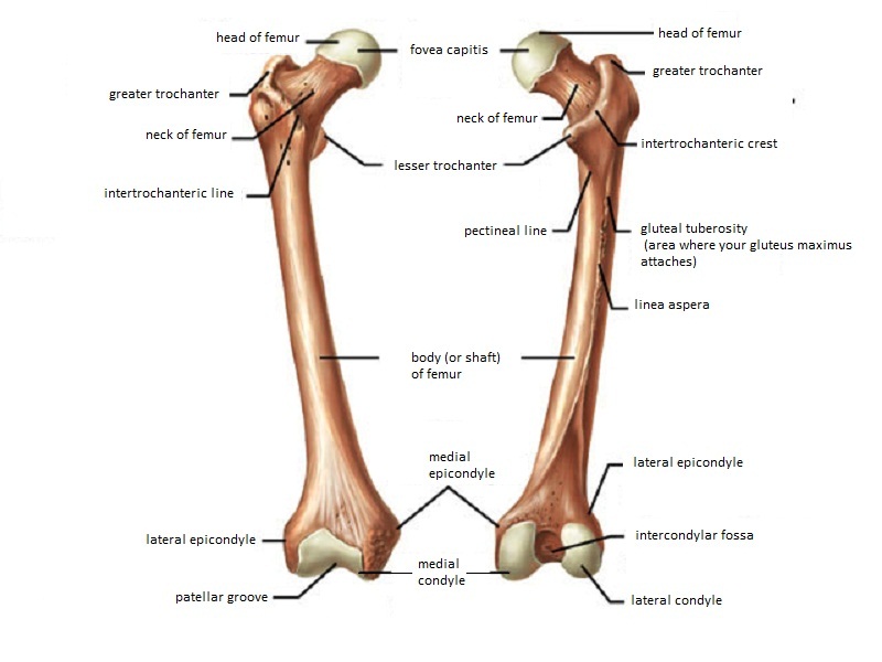 Femur Anatomy And Attachments