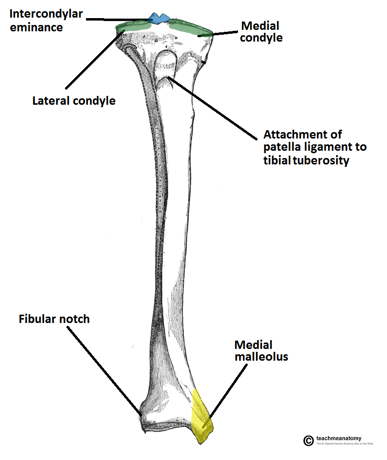 Tibia Anatomy and Attachments | Bone and Spine