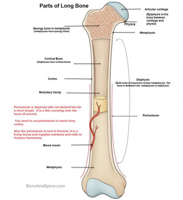 Parts of long bone