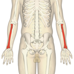 Radius and Ulna