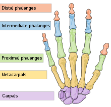 Hand wrist bones