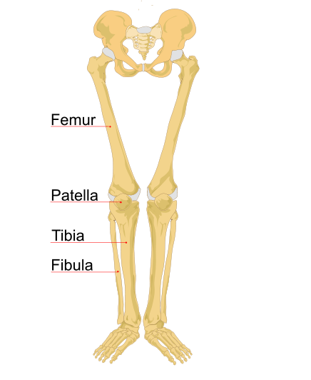 Bones of Lower Limb