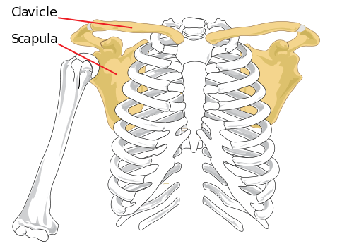 Bones of Shoulder Girdle