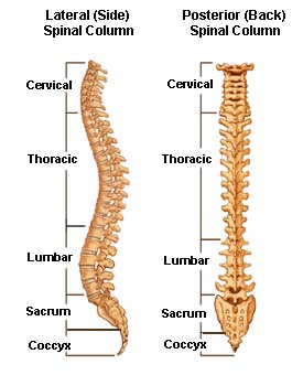 spine amatomy