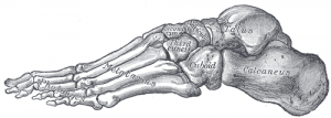 Tarsal bones