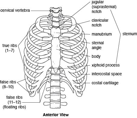 Thorax Bones