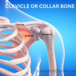 Clavicle Anatomy