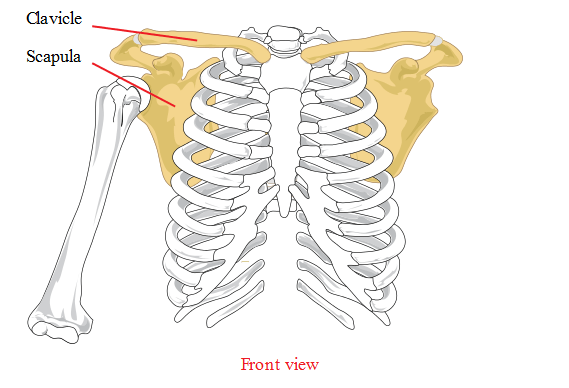 examples of flat bone