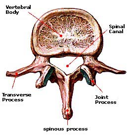 vertebra