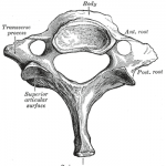 c7 vertebra