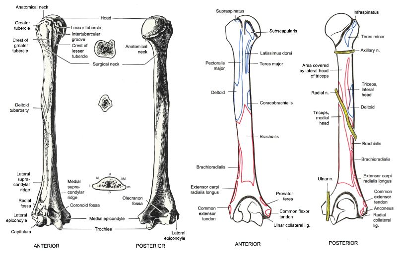 Spiral Groove Of Humerus - slidesharetrick