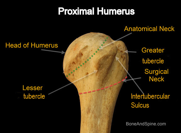 proximal humerus anatomy