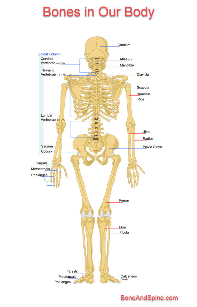 classification of bones in body