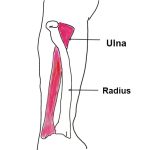 ulna bone representative image