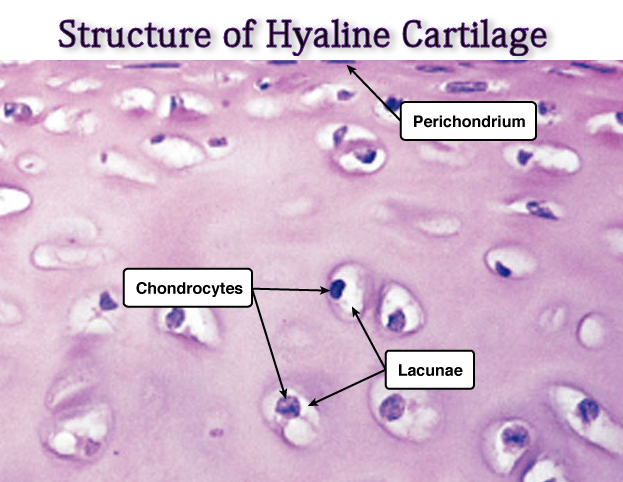 lacunae cartilage