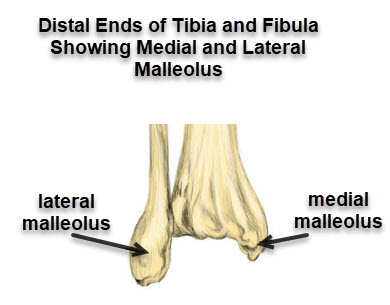 medial malleolus of tibia