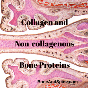 bone proteins