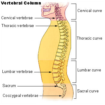 vertebral column