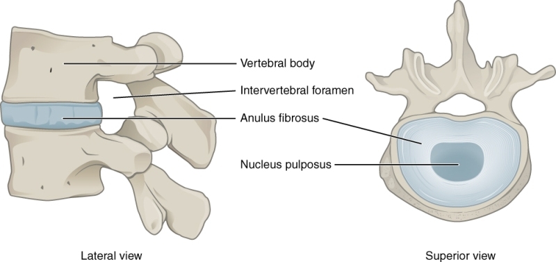 intervertebral-disc