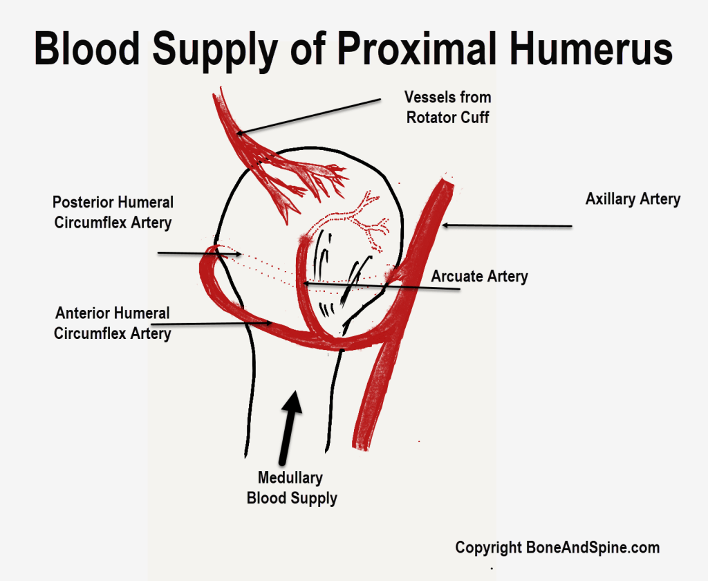 Blood Supply of Proximal Humerus