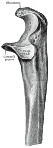 Anatomy of Coronoid Process of Ulna