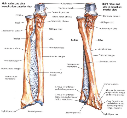 Radius and Ulna Image