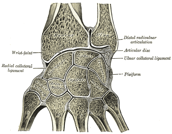 Distal Radius anatomy