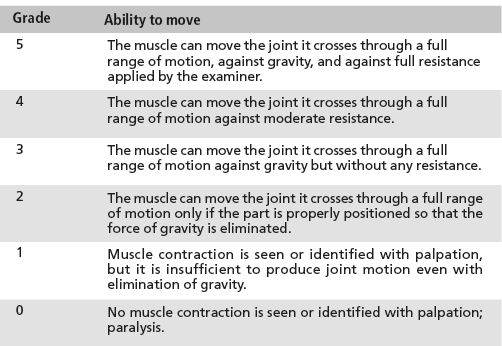 Muscle Assessment Chart