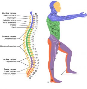 Spinal cord Injury Levels