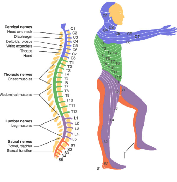 levels of the spine