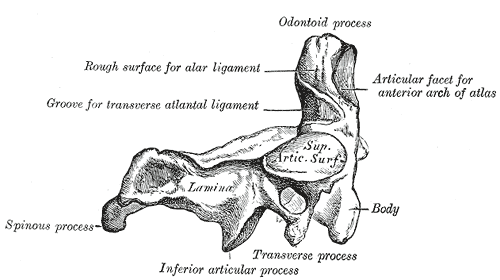 axis-vertebra2