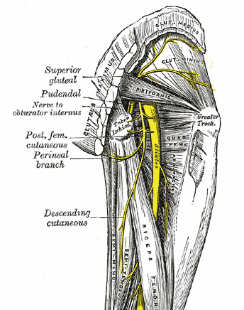 piriformis-syndrome-sciatic-nerve-anatomy