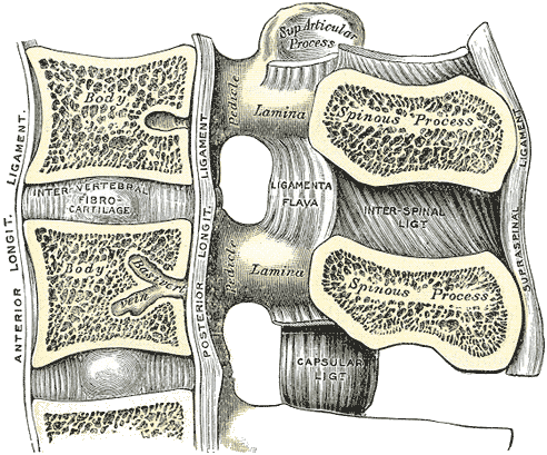 spine-ligaments