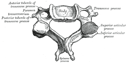 The Cervical Spine - Features - Joints - Ligaments - TeachMeAnatomy