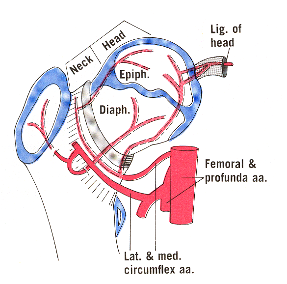 Upper Limb Structure and Functions