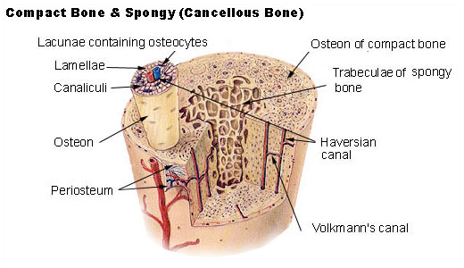 Structural Arrangement of Cortical Bone and Cancellous Bone