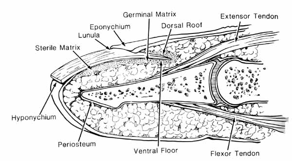 Antatomy of Nail