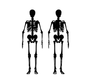 skeleton showing joints and bones in human body