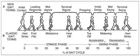 Normal Gait Cycle and Abnormalilties of Gait