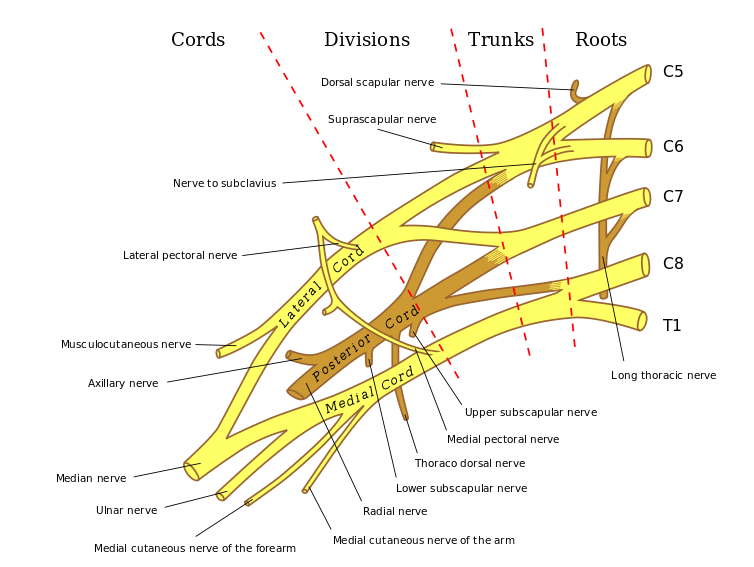 Ulnar Nerve Anatomy, Course and Supply