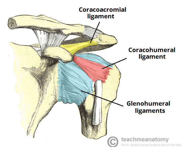 ligament acromioclavicular