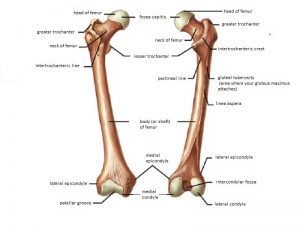 femur bone anatomy form proximal femur fractures