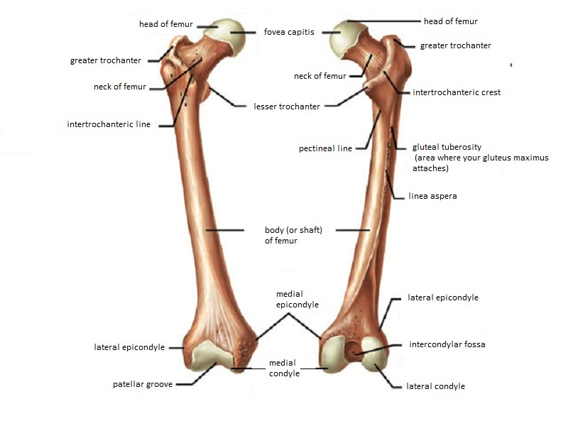 Femur: anatomy and labeled diagram