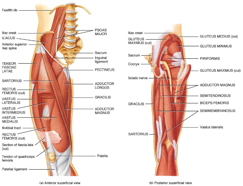 Leg best sale adductor muscles