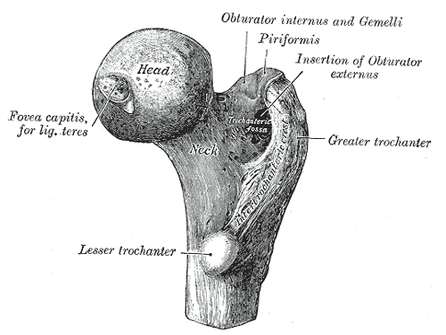 Upper End Femur