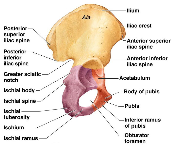 Hip bone - ilium, ischium and pubis
