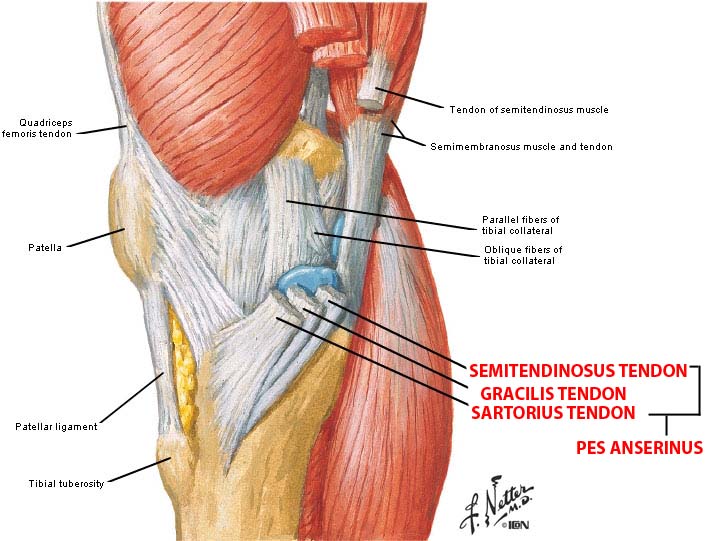 pes anserinus tendon