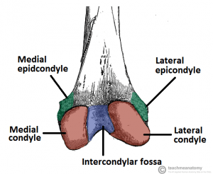 Posterior-Surface-of-the-Distal-Portion-of-the-Femur